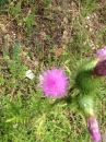 flower  : nom scientifique : Cirsium vulgare (Savi) Ten. , Cirsium , Asteraceae 