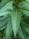 leaf  : nom scientifique : Oenothera biennis L. , Oenothera , Onagraceae 