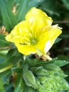 flower  : nom scientifique : Oenothera biennis L. , Oenothera , Onagraceae 