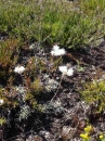 flower  : 