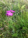 flower  : nom scientifique : Dianthus deltoides L. , Dianthus , Caryophyllaceae 