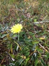 flower :