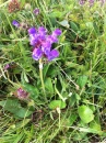 flower : nom scientifique : Prunella grandiflora (L.) Jacq. , Prunella , Lamiaceae
