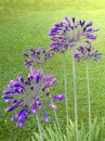 flower  : 