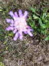 flower  : 