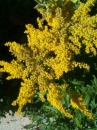 flower : nom scientifique : Solidago canadensis L. , Solidago , Asteraceae