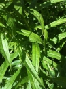 leaf : nom scientifique : Solidago canadensis L. , Solidago , Asteraceae