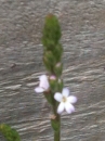 flower  : nom scientifique : Verbena officinalis L. , Verbena , Verbenaceae 