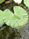 leaf  : nom scientifique : Nymphaea alba L. , Nymphaea , Nymphaeaceae 