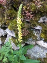 flower  : nom scientifique : Verbascum nigrum L. , Verbascum , Scrophulariaceae 