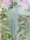 leaf  : nom scientifique : Lythrum salicaria L. , Lythrum , Lythraceae 