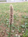 flower  : nom scientifique : Plantago major L. , Plantago , Plantaginaceae 