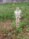 flower  : nom scientifique : Plantago major L. , Plantago , Plantaginaceae 