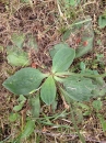 leaf  : nom scientifique : Plantago major L. , Plantago , Plantaginaceae 