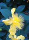 flower :