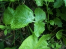 leaf  : nom scientifique : Brassica nigra (L.) W.D.J. Koch , Brassica , Brassicaceae 