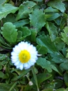 flower  : nom scientifique : Bellis perennis L. , Bellis , Asteraceae 