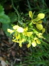 flower  : nom scientifique : Brassica nigra (L.) W.D.J. Koch , Brassica , Brassicaceae 