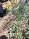 stemleaf :