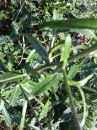 stemleaf :