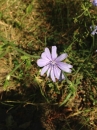 flower  : nom scientifique : Cichorium intybus L. , Cichorium , Asteraceae 