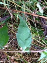 leaf  : nom scientifique : Campanula trachelium L. , Campanula , Campanulaceae 