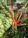 stemleaf  : 
