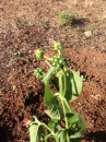 flower  : 