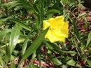 flower  : nom scientifique : Oenothera L. , Onagraceae 