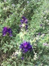flower  : 