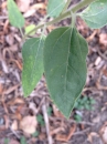 leaf  : nom scientifique : Helianthus Ã— laetiflorus Pers. (pro sp.) , Helianthus , Asteraceae 