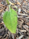 leaf  : nom scientifique : Helianthus Ã— laetiflorus Pers. (pro sp.) , Helianthus , Asteraceae 