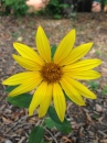 flower  : nom scientifique : Helianthus Ã— laetiflorus Pers. (pro sp.) , Helianthus , Asteraceae 