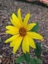 flower  : nom scientifique : Helianthus Ã— laetiflorus Pers. (pro sp.) , Helianthus , Asteraceae 