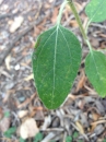 leaf  : nom scientifique : Helianthus Ã— laetiflorus Pers. (pro sp.) , Helianthus , Asteraceae 