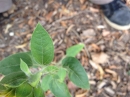 leaf  : nom scientifique : Helianthus Ã— laetiflorus Pers. (pro sp.) , Helianthus , Asteraceae 