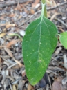 leaf  : nom scientifique : Helianthus Ã— laetiflorus Pers. (pro sp.) , Helianthus , Asteraceae 