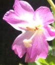 flower  : nom scientifique : Epilobium parviflorum Schreb. , Epilobium , Onagraceae 