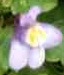 flower  : nom scientifique : Linaria cymbalaria (L.) Mill. , Linaria , Plantaginaceae 