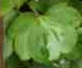 leaf  : nom scientifique : Linaria cymbalaria (L.) Mill. , Linaria , Plantaginaceae 
