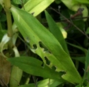 leaf  : nom scientifique : Dianthus caryophyllus L. , Dianthus , Caryophyllaceae 