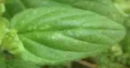 leaf  : nom scientifique : Prunella grandiflora (L.) Jacq. , Prunella , Lamiaceae 