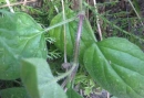 stemleaf  : nom scientifique : Prunella grandiflora (L.) Jacq. , Prunella , Lamiaceae 
