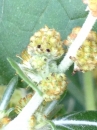 flower  : nom scientifique : Xanthium spinosum L. , Xanthium , Asteraceae 