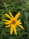 flower : nom scientifique : Helianthus tuberosus L. , Helianthus , Asteraceae