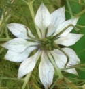 flower  : nom scientifique : Nigella damascena L. , Nigella , Ranunculaceae 