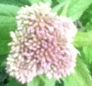 flower : nom scientifique : Eupatorium cannabinum L. , Eupatorium , Asteraceae