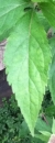 leaf : nom scientifique : Eupatorium cannabinum L. , Eupatorium , Asteraceae