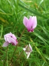 flower  : nom scientifique : Cyclamen hederifolium Aiton , Cyclamen , Primulaceae 