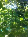 leaf :